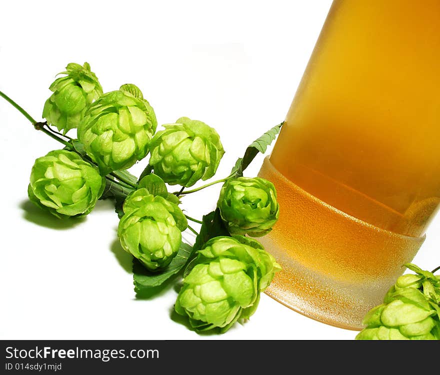 Beer and hop-plant