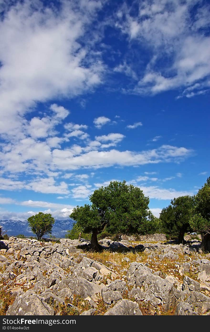 Old Olive Tree