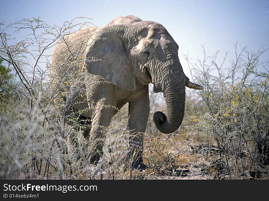 An elephant in the bush of the etosha park in namibia