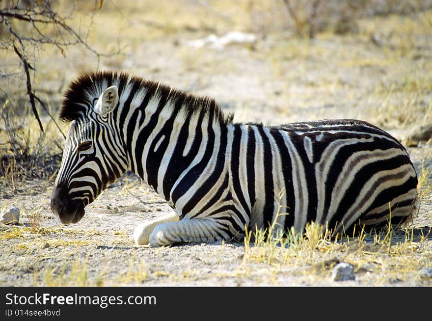 A lonely zebra eating grass in the etosha park in namibia