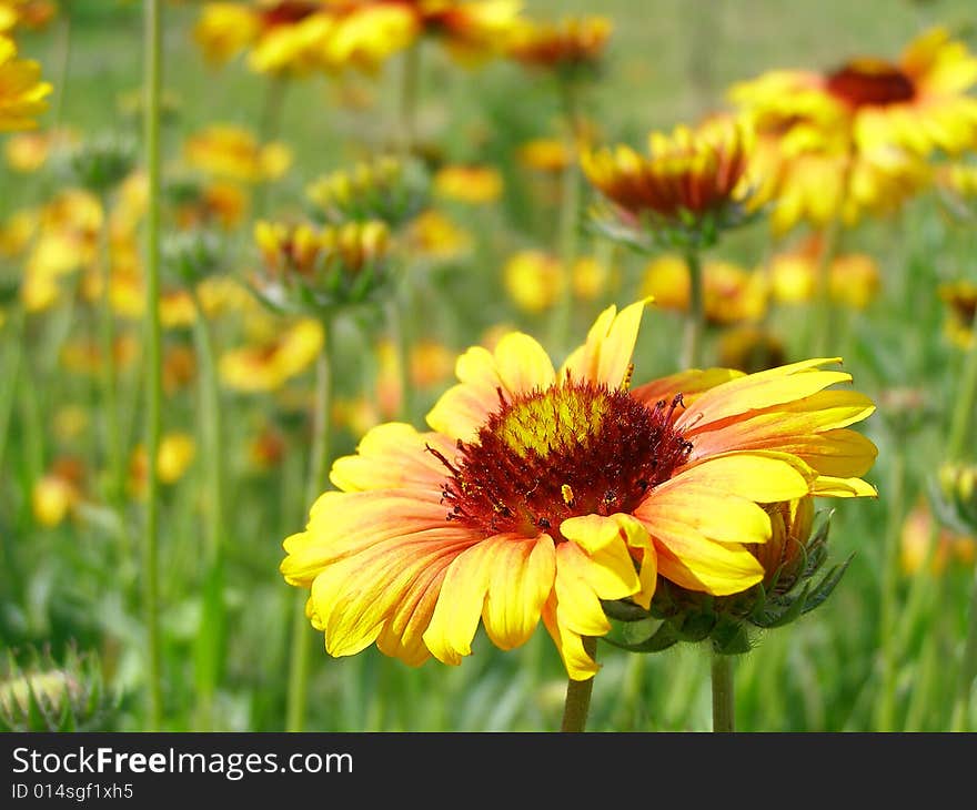 on a foreground, in distance also flowers. on a foreground, in distance also flowers