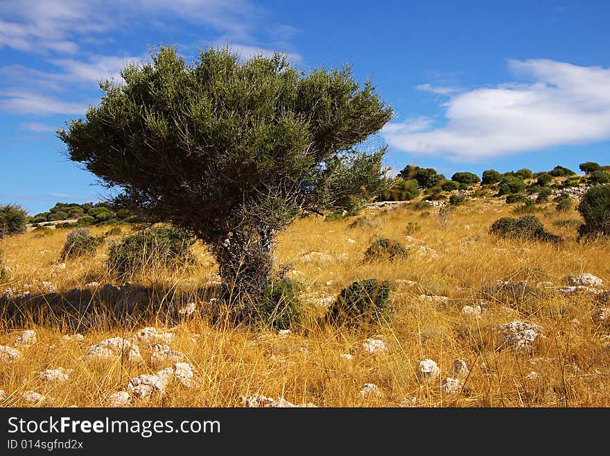 Tree On A Background Of The Blue Sky.