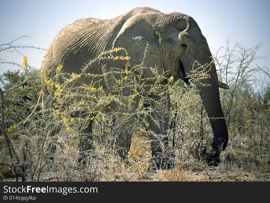 An elephant in the bush of the etosha park in namibia