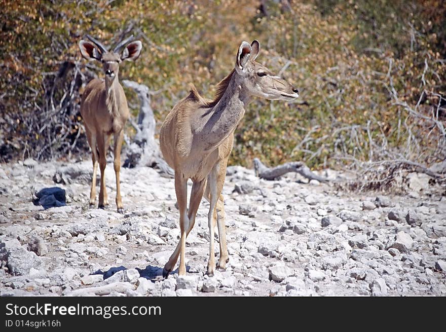 Kudu In The Desert Bush