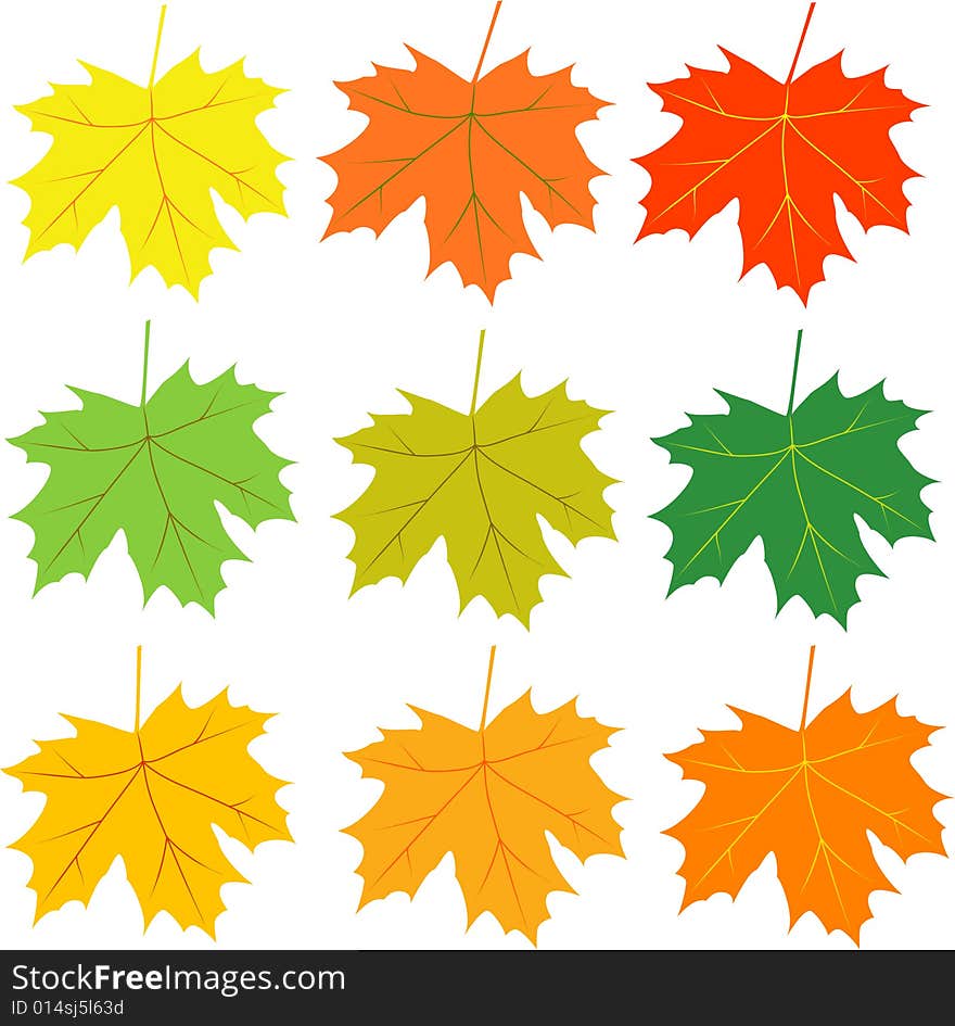 Autumn leaves vector