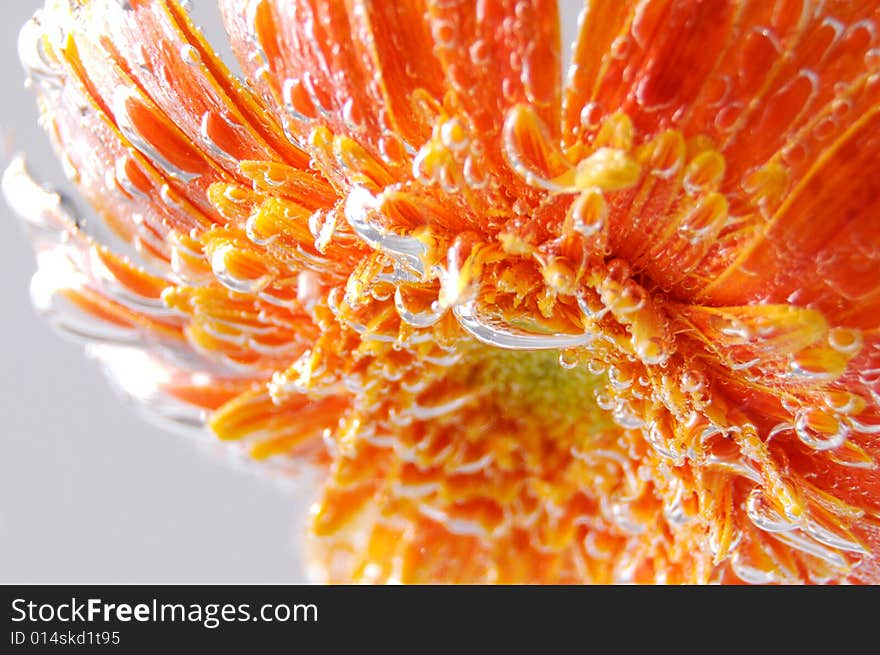 Close up photo of an orange gerbera under water