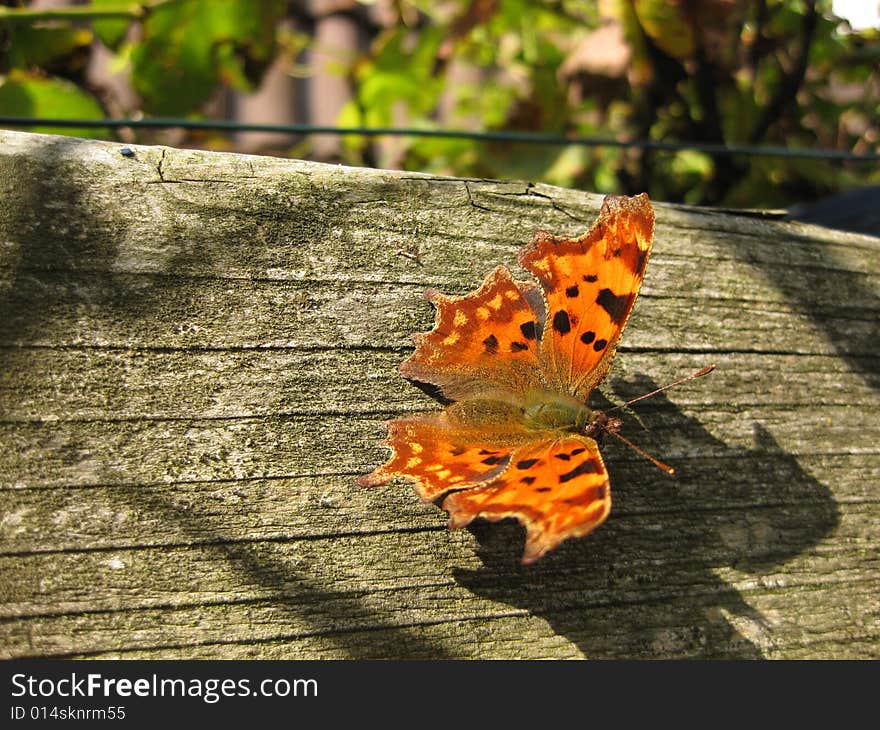 Butterfly Polygonia C-album
An orange and green butterfly in the autumn sunshine