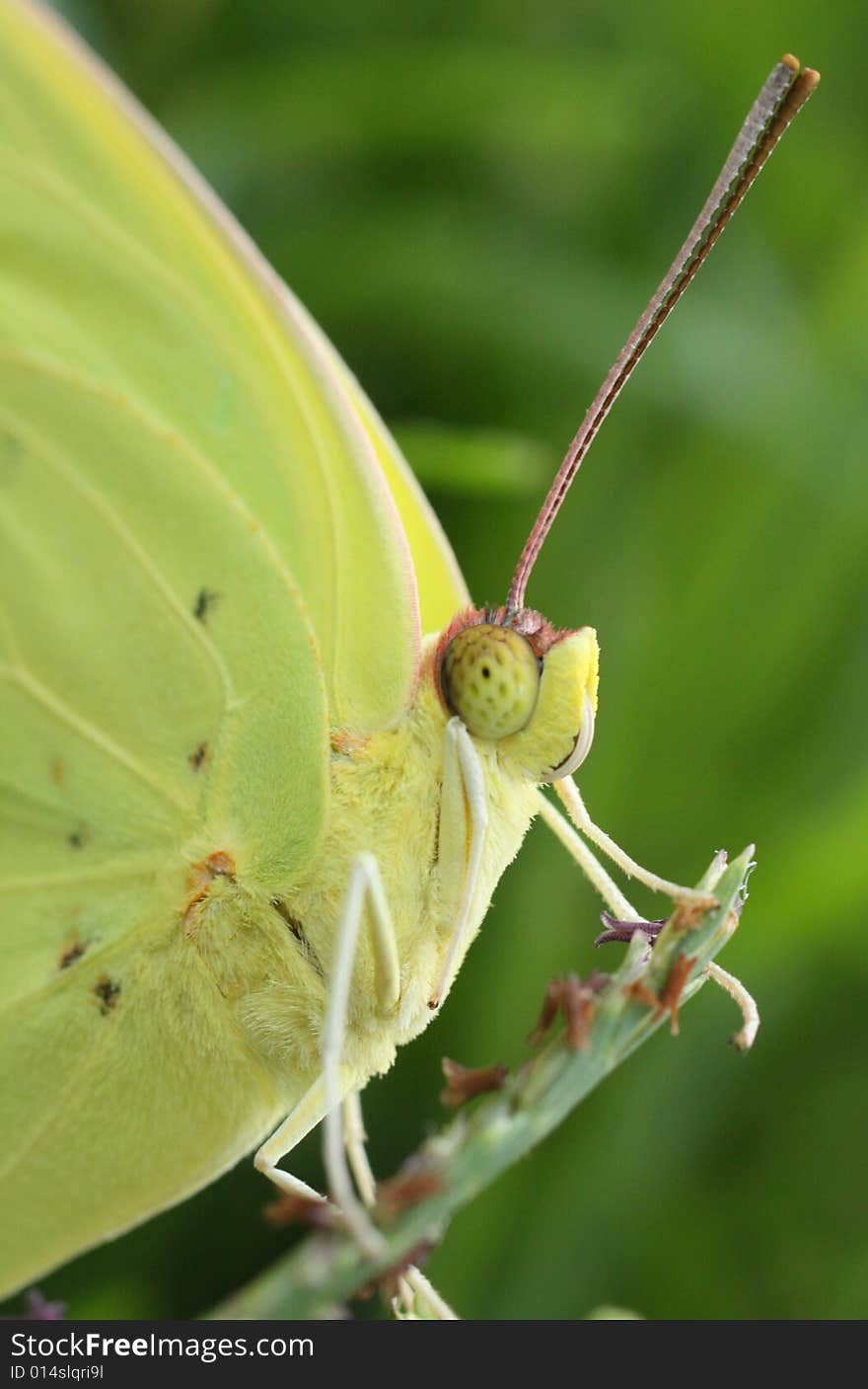 Closeup photo of a yellow butterfly.