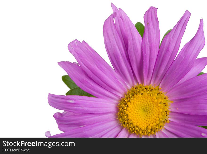 Close-up Fresh Purple Aster