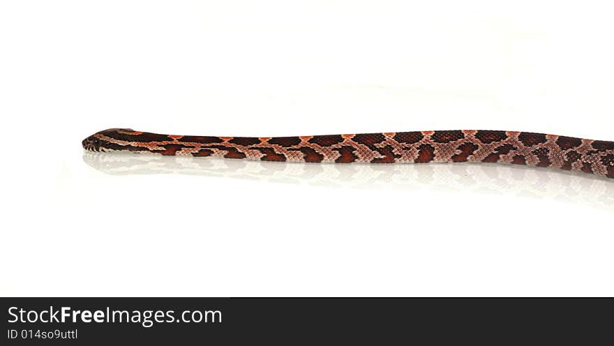 Corn Snake