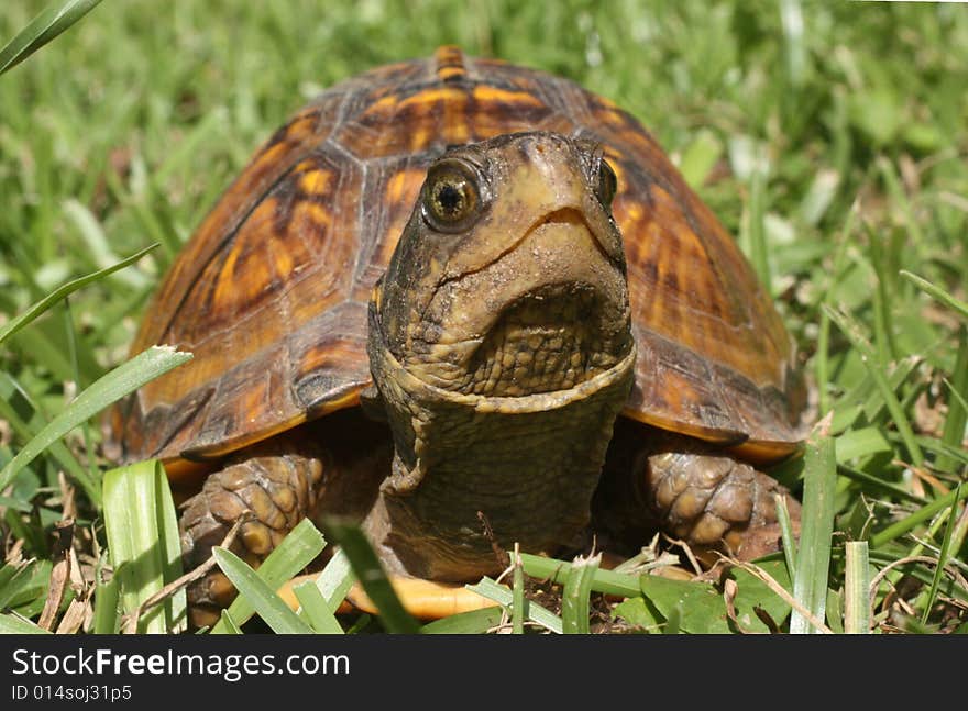 Photo of a box turtle in the grass.