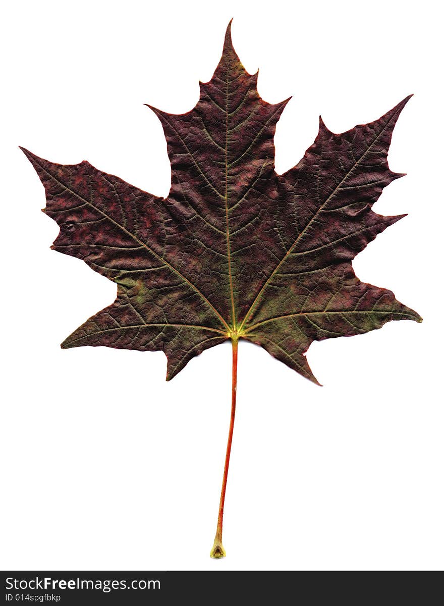 Maple leaves on the isolated white background