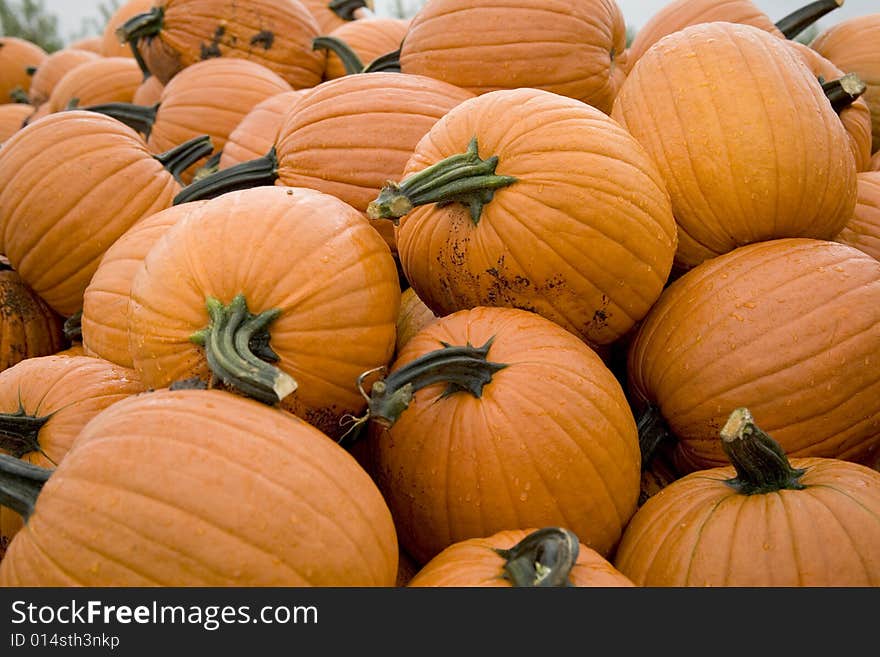 Pile of pumpkins