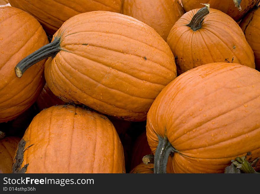 Ripe Pumpkins stacked in a pile. Ripe Pumpkins stacked in a pile