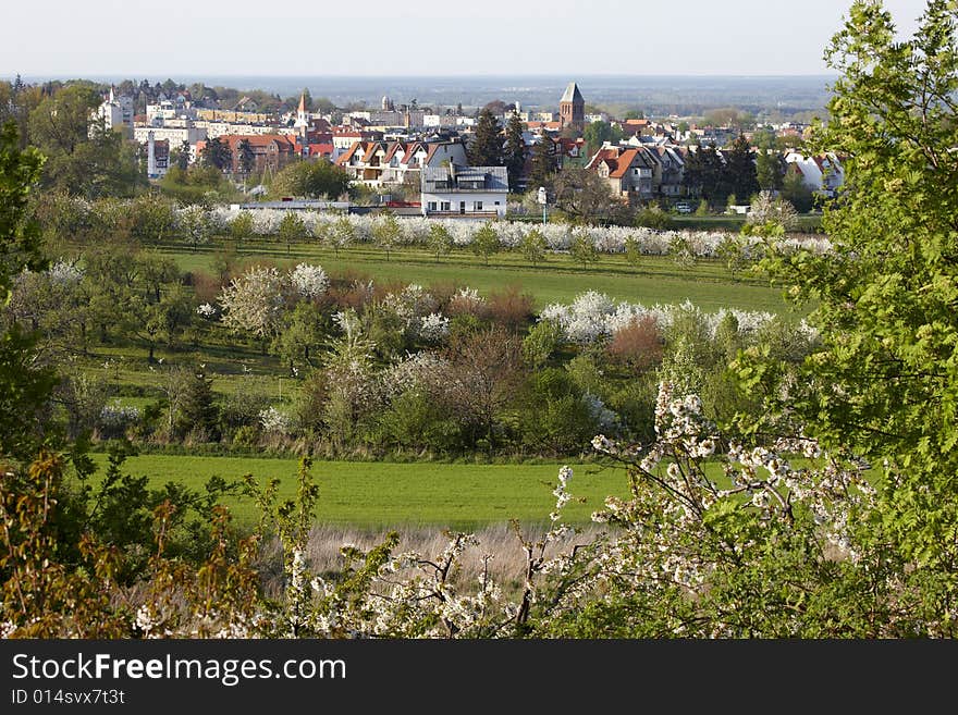 Photograph of orchards in spring