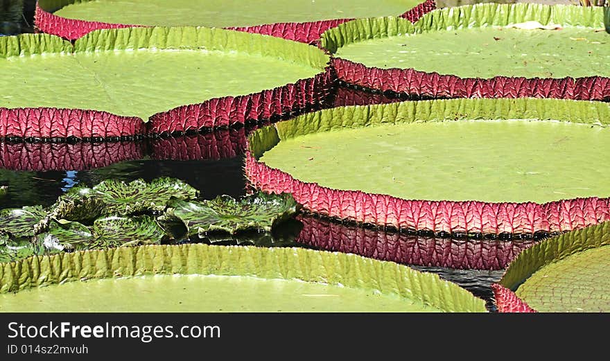 A depth of field shot of gigantic pink and green colored Longwood Hybrid Water Platters floating in a lily pond with smaller green and brown swirled lily pads, on a bright and sunny day showing reflections in the still water   . A depth of field shot of gigantic pink and green colored Longwood Hybrid Water Platters floating in a lily pond with smaller green and brown swirled lily pads, on a bright and sunny day showing reflections in the still water