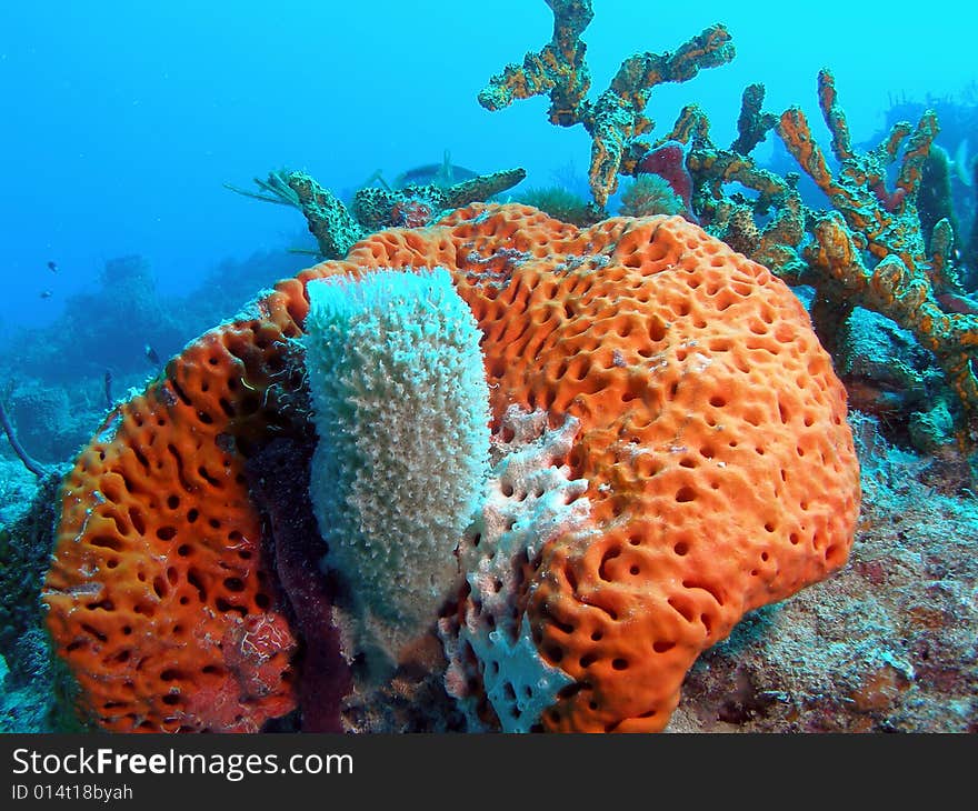 Vase Sponge and Orange coral