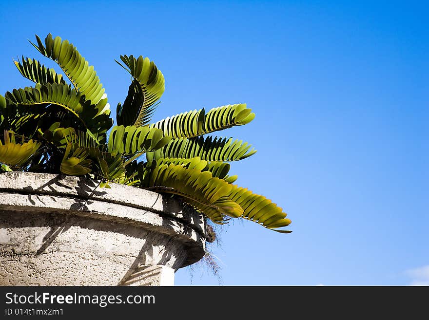 Planter And Blue Sky