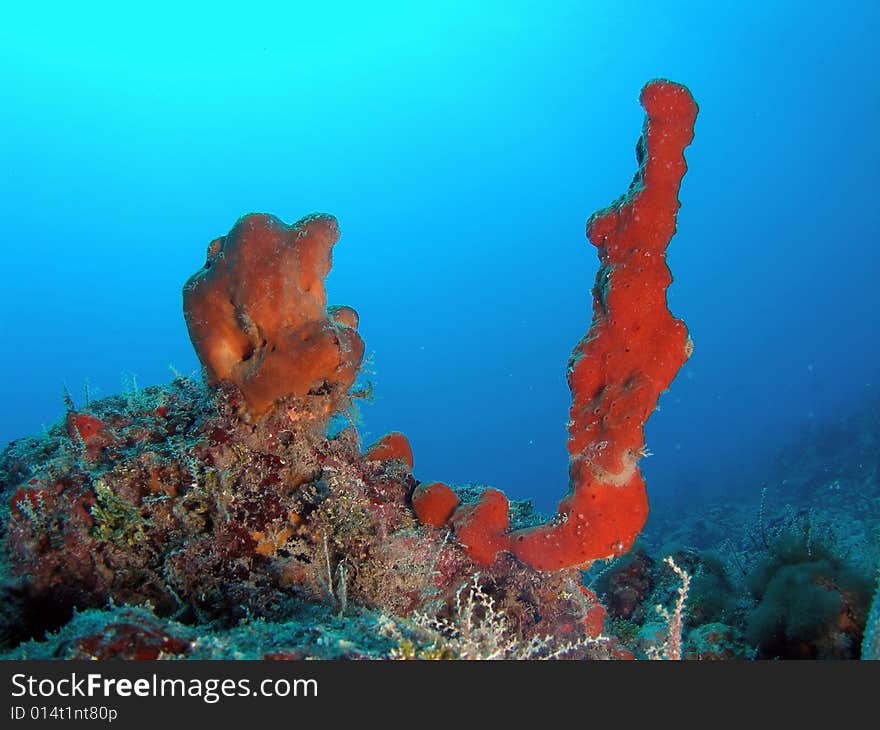 Red Sponge and tube Sponge