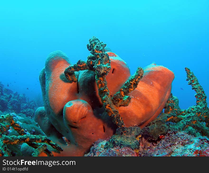 Tube Sponge And Green Finger Coral