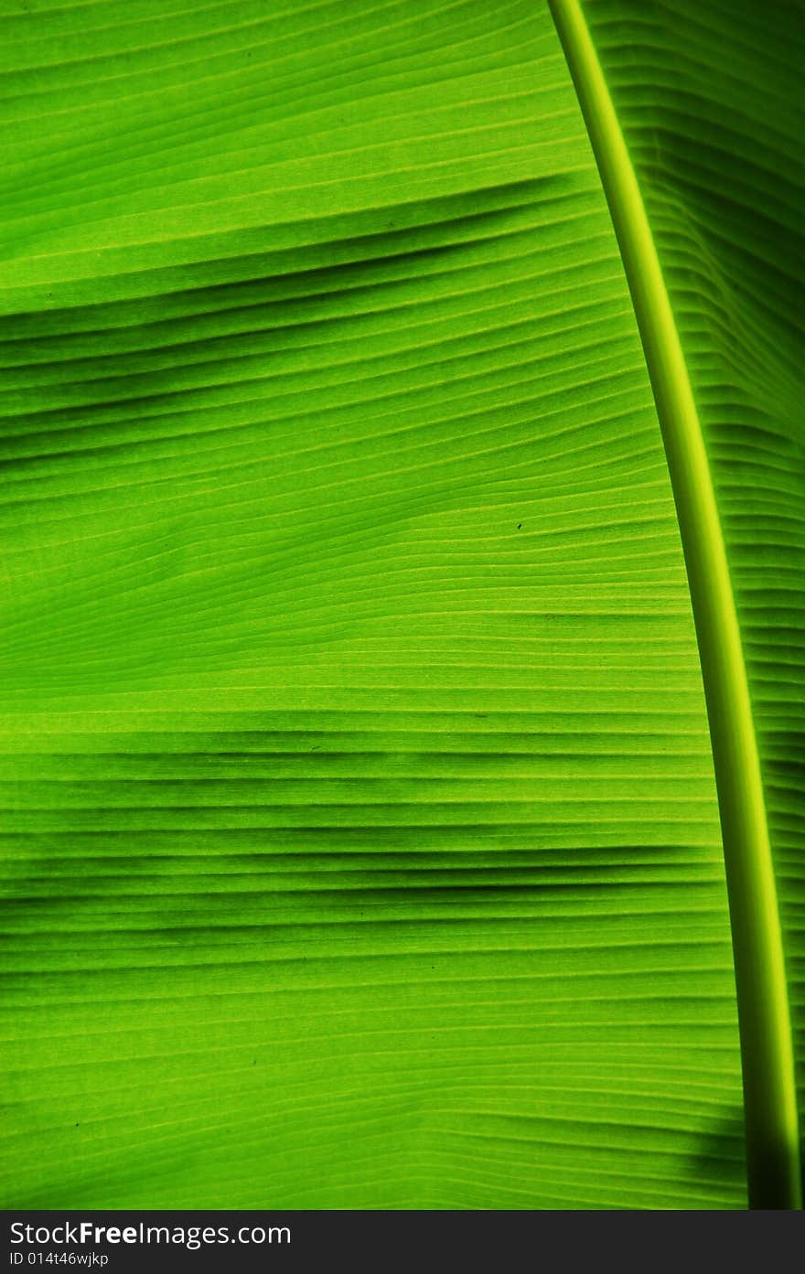 Large green banana tree's nervation in backlighting.