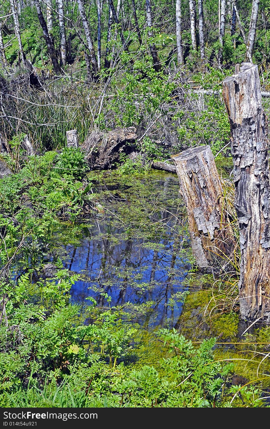 Pond with the reflection of green trees