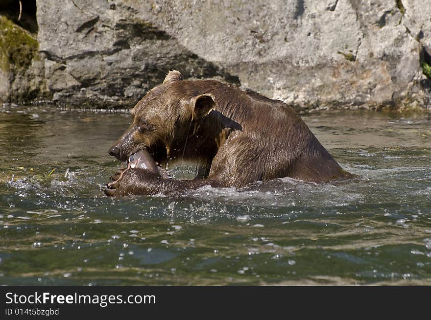 Brown Bear consumes his catch-salmon in the Volverine creek in Alaska. Brown Bear consumes his catch-salmon in the Volverine creek in Alaska