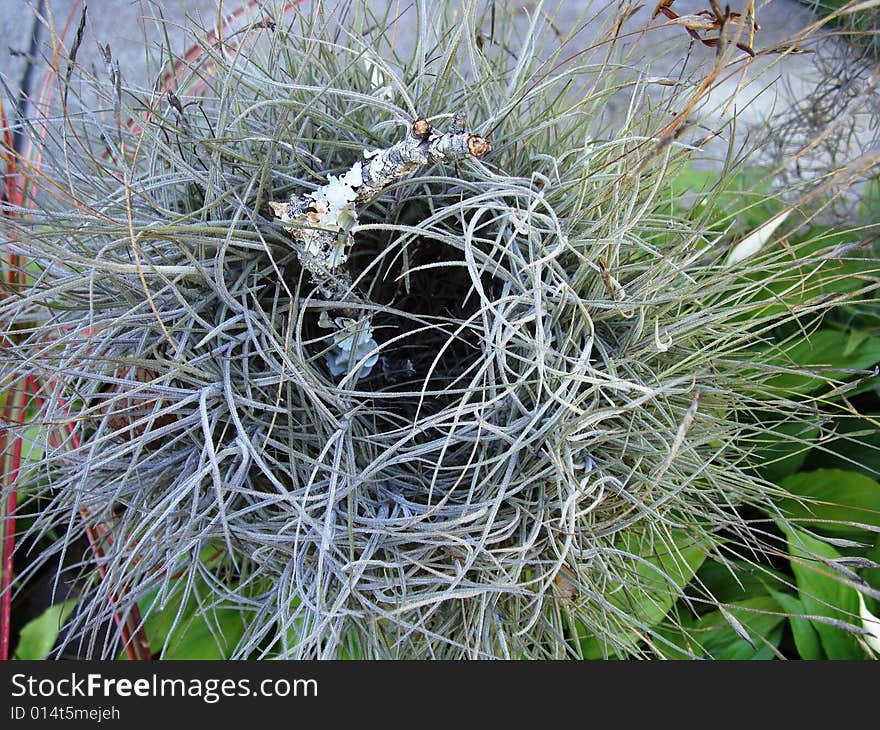 Natural nest