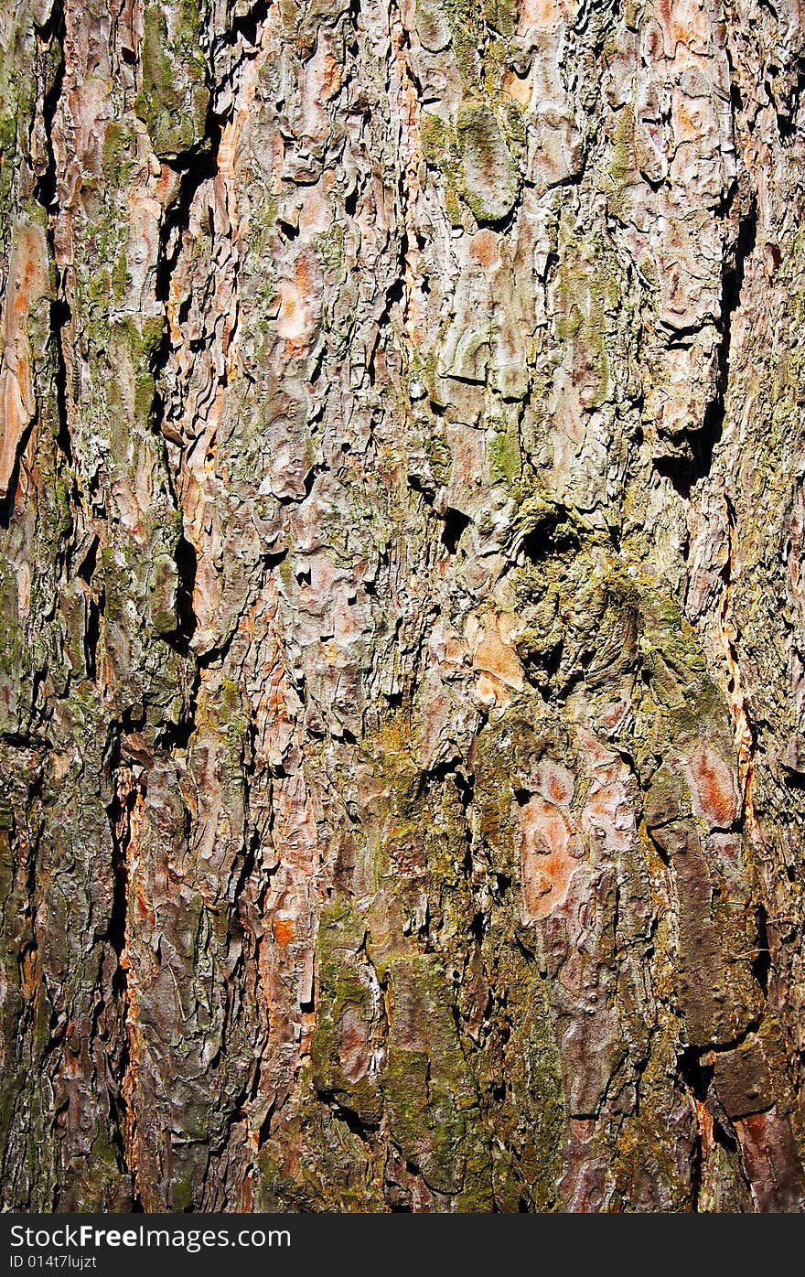 Tree bark