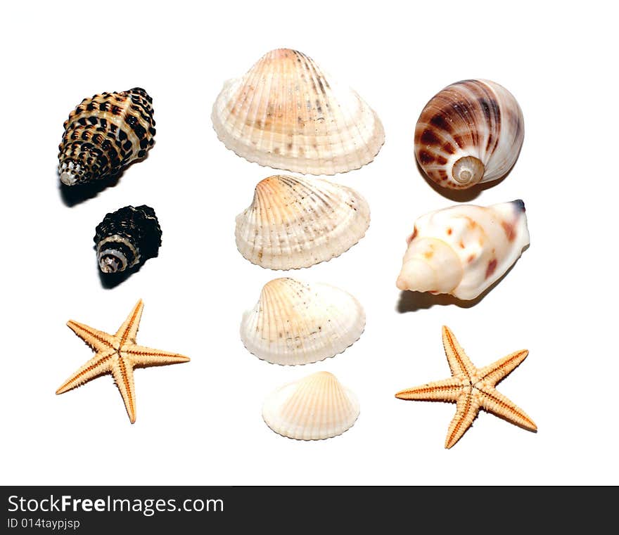 Cockleshells on a white background