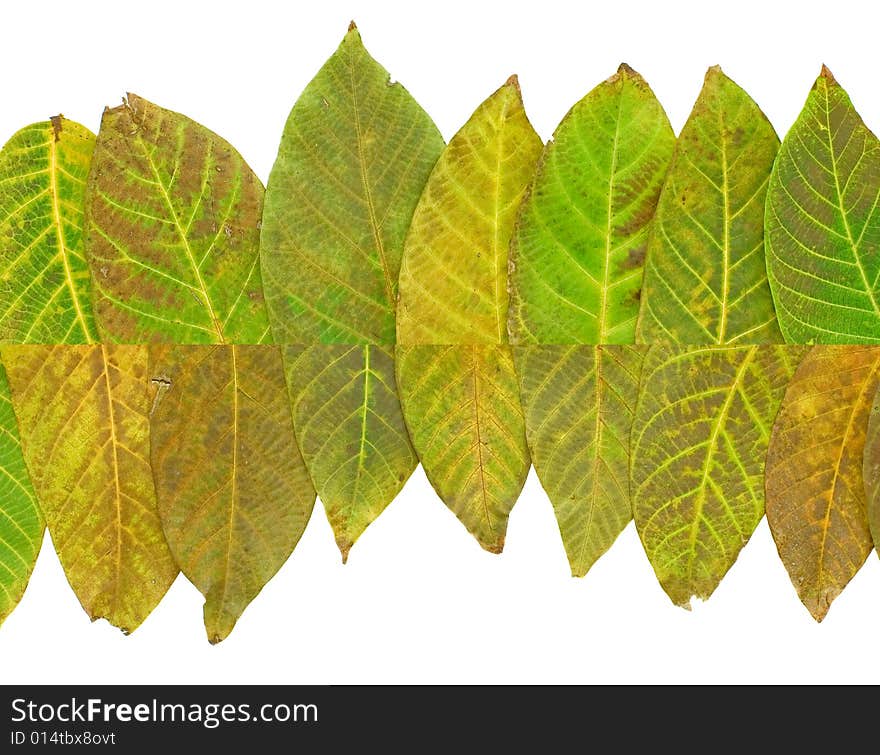 Color leaves background isolated on white