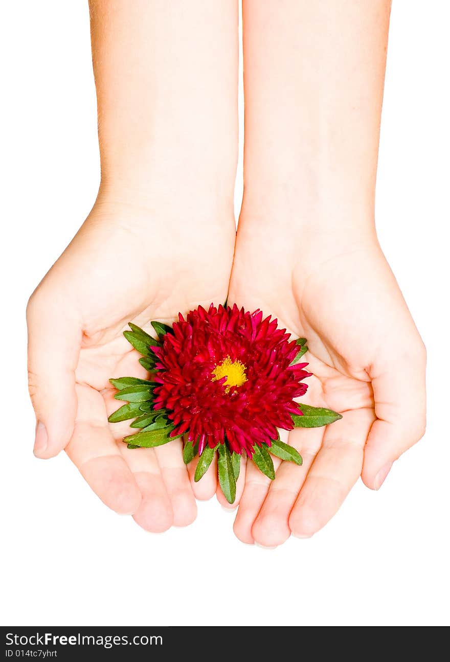 Red flower in female hand