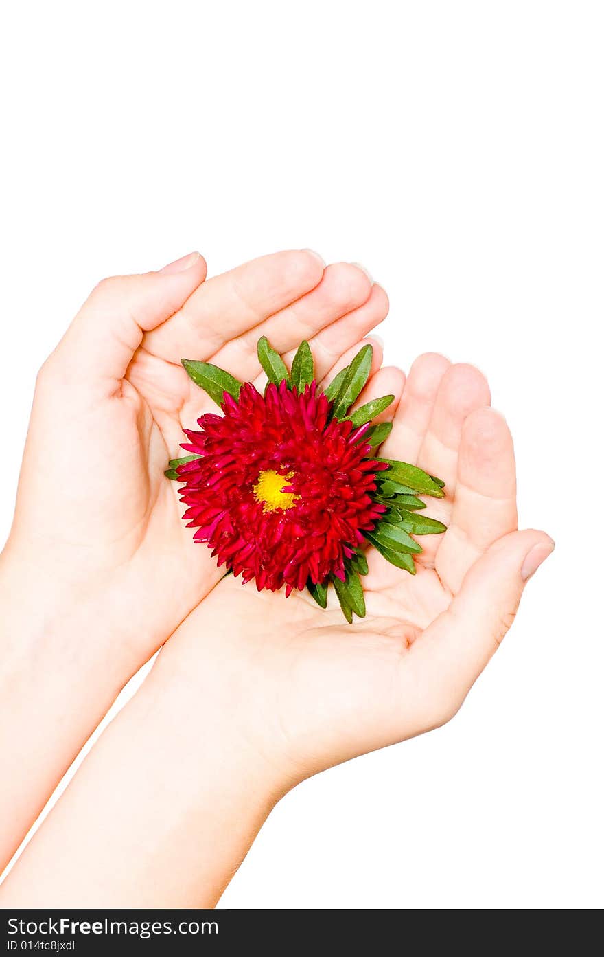 Red flower in female hand