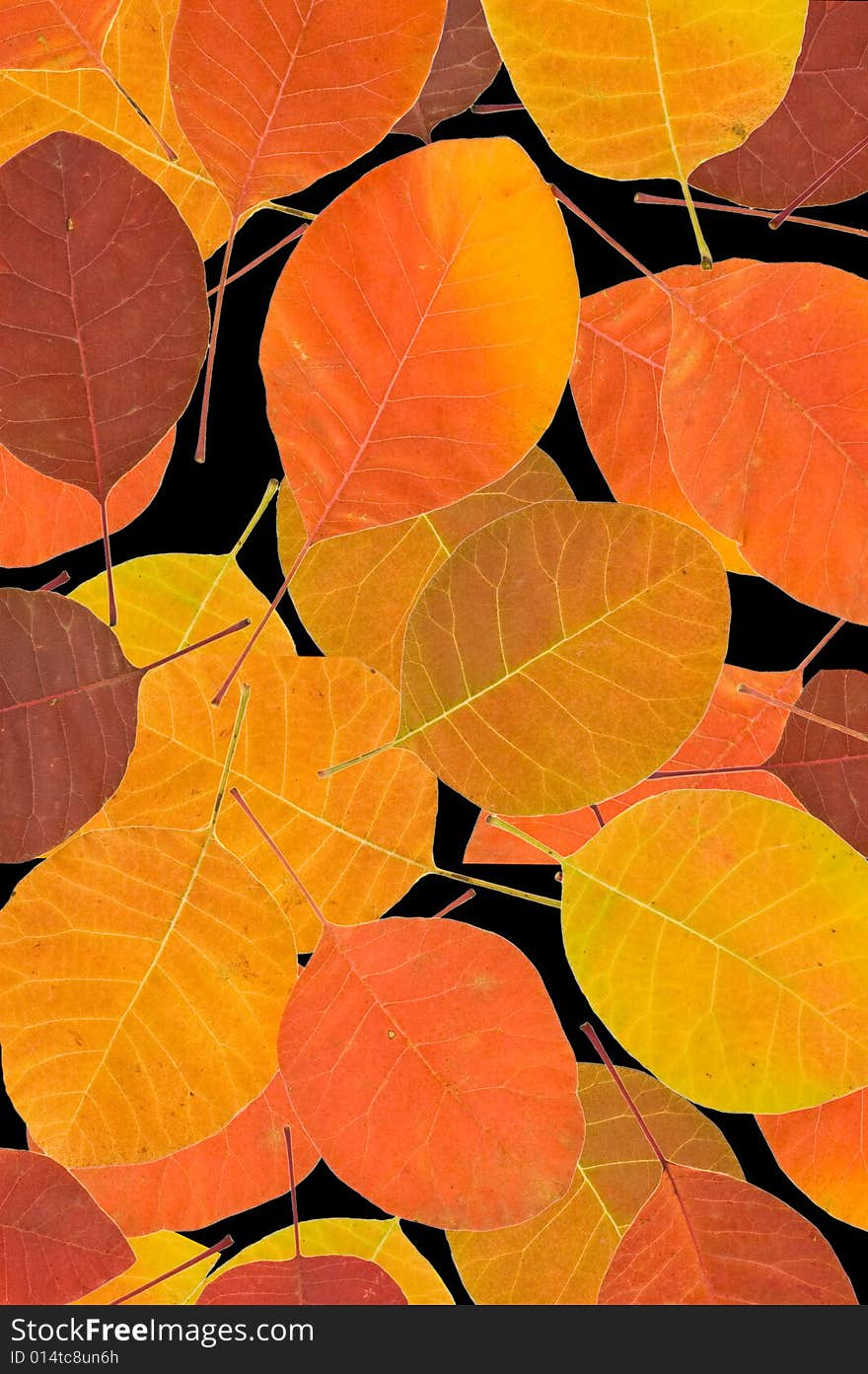 Color leaves isolated on black