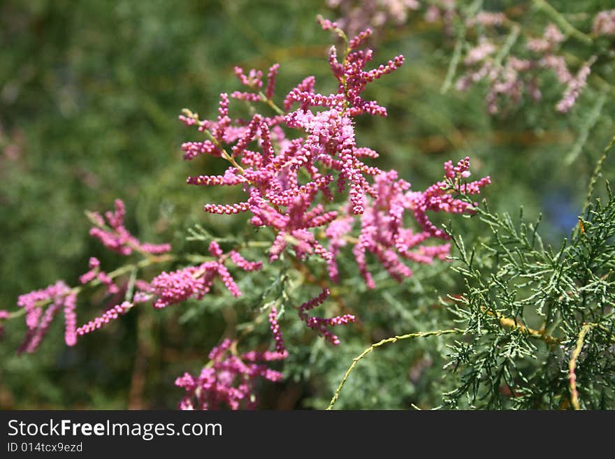 Blossoming saxaul (Haloxylon)