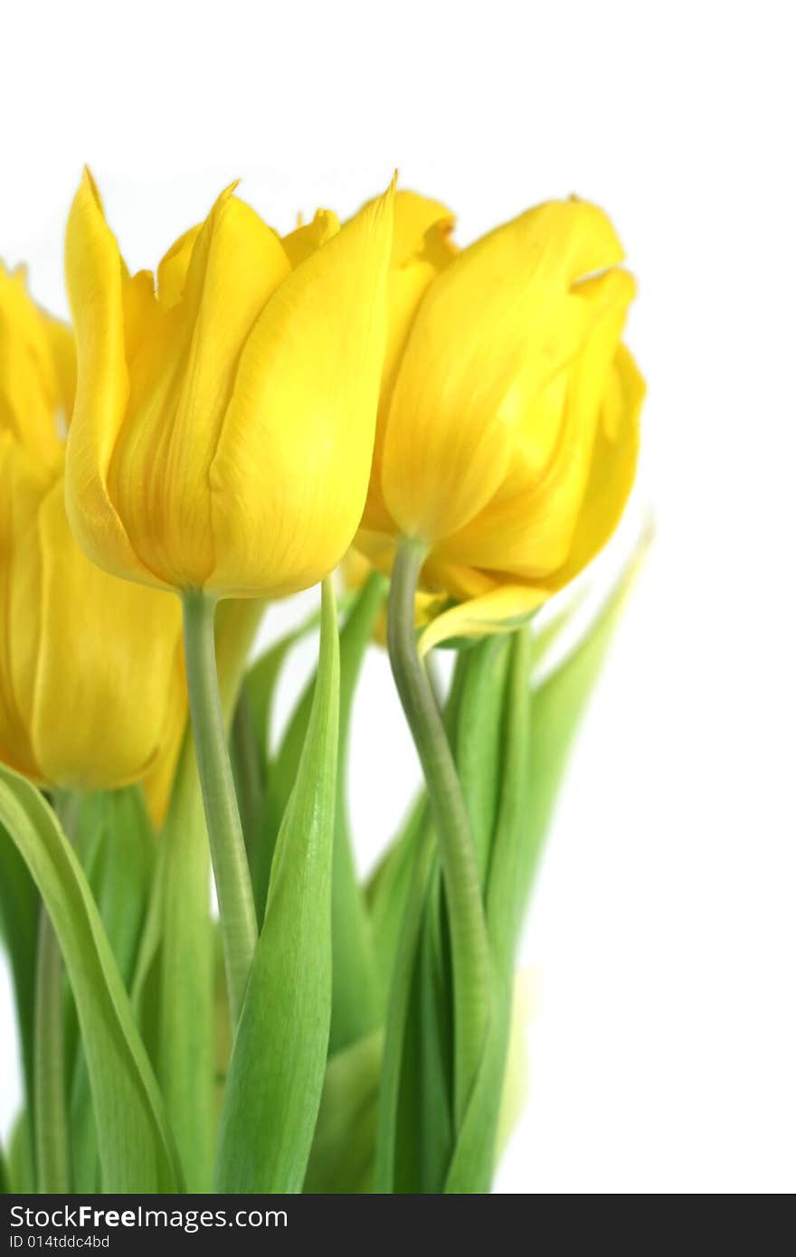 Yellow tulips in a vase