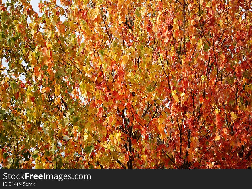 Photograph of colorful autumn leaves.