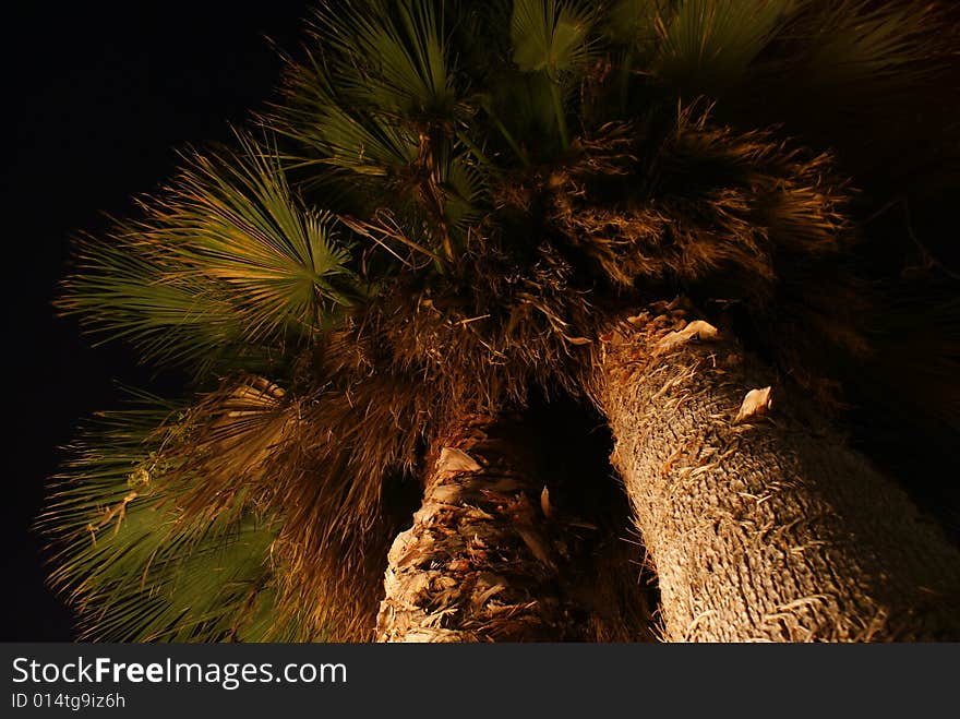 Nightly Palms