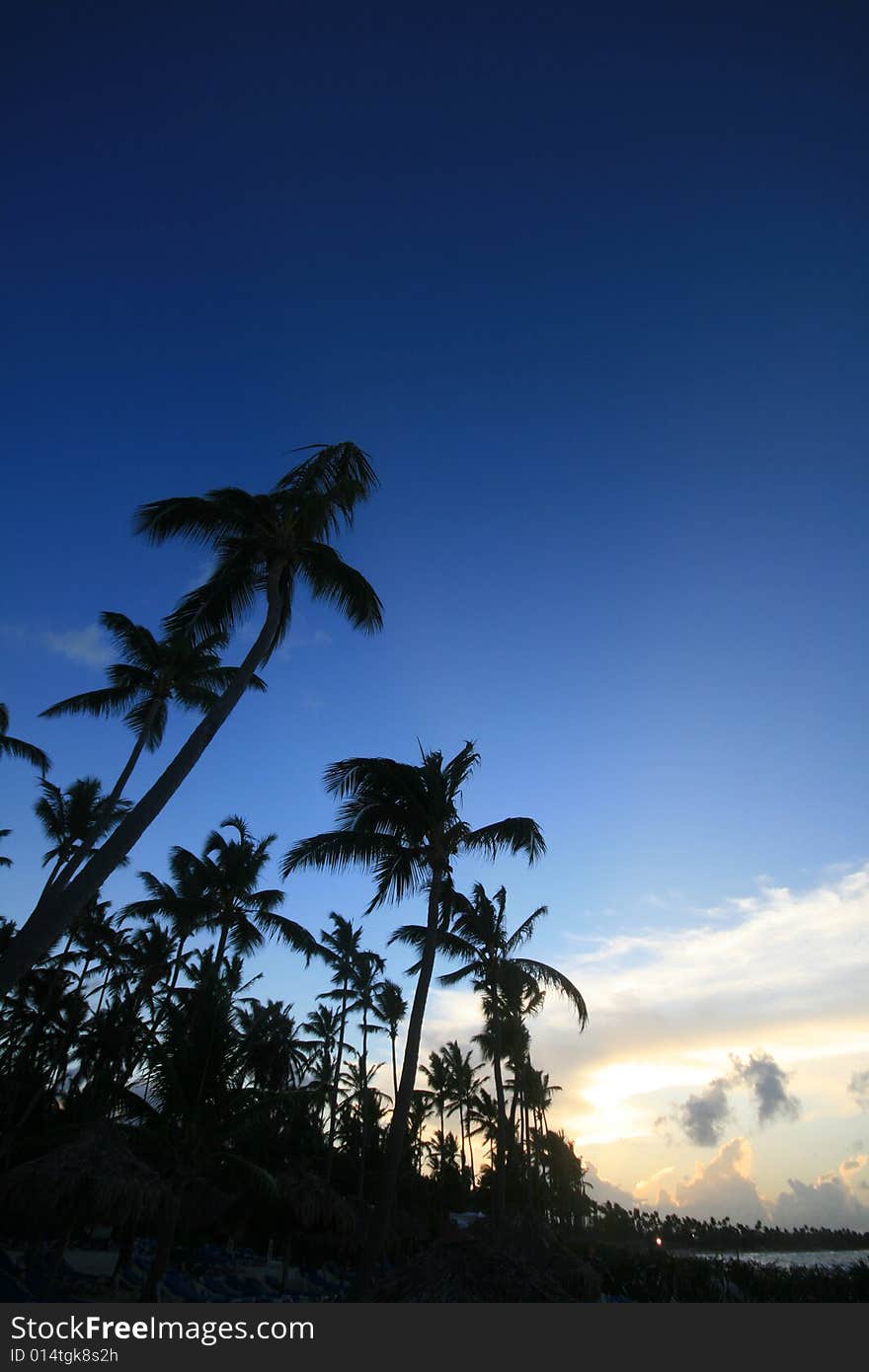 Palmtrees on blue sky evening tropics