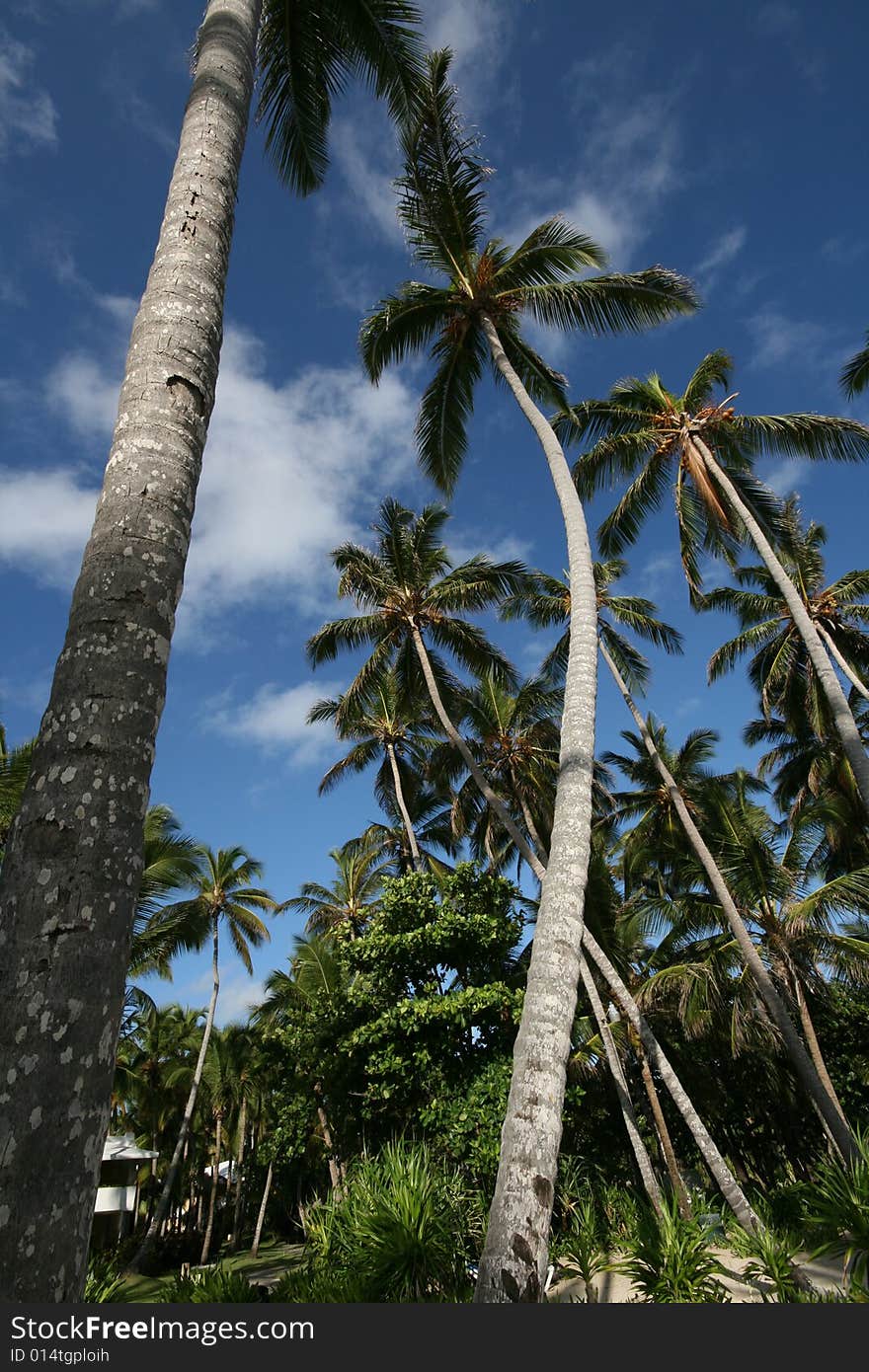 Caribbean palm tree on blue sky. Caribbean palm tree on blue sky