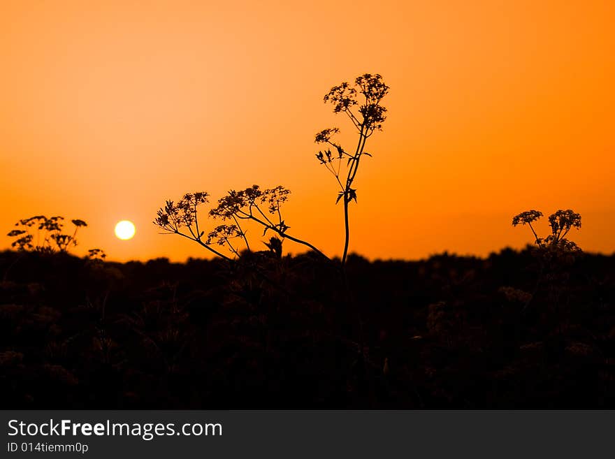 Yellow sunset in a summer field. Yellow sunset in a summer field