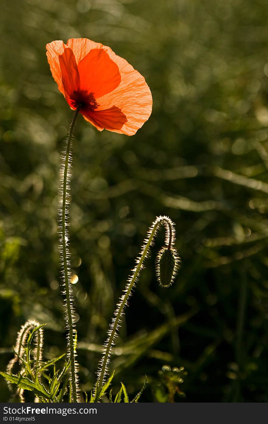 Summer morning