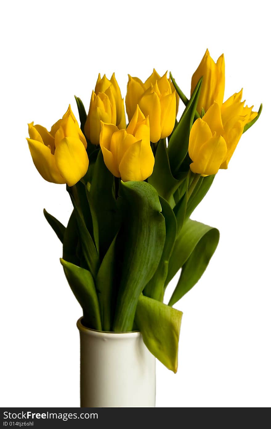 Yellow tulips