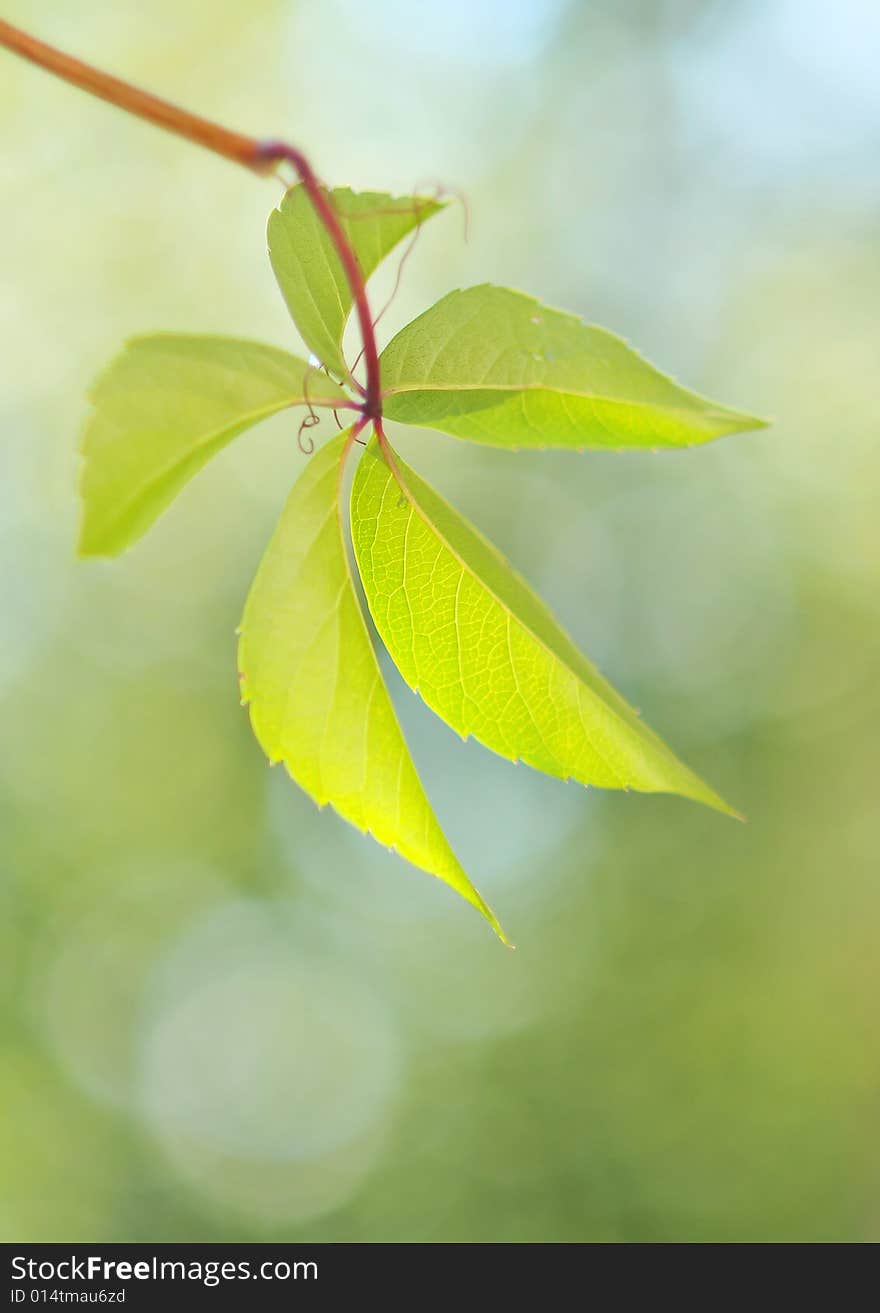 Green Leaf