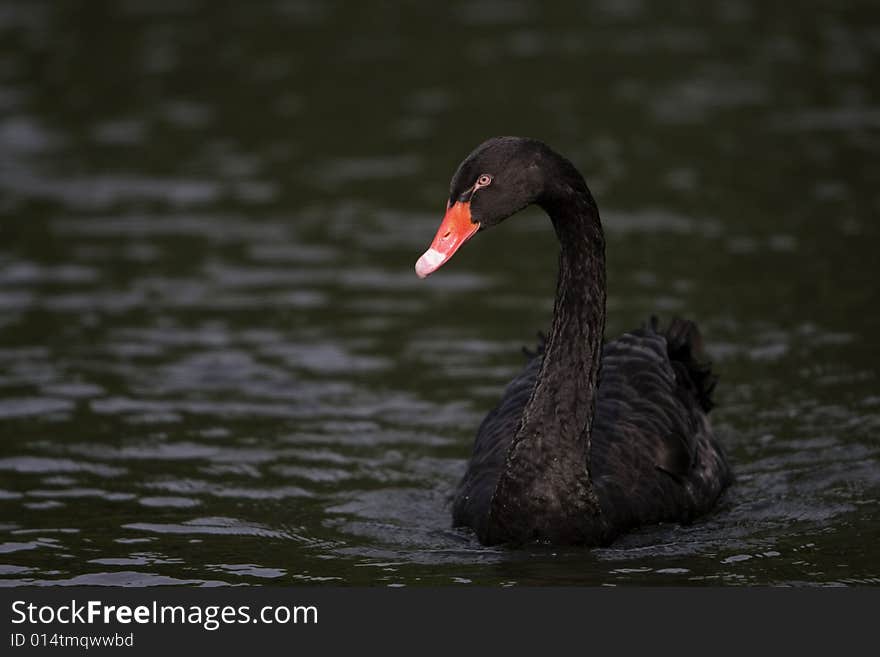 The black swan in the zoo of china