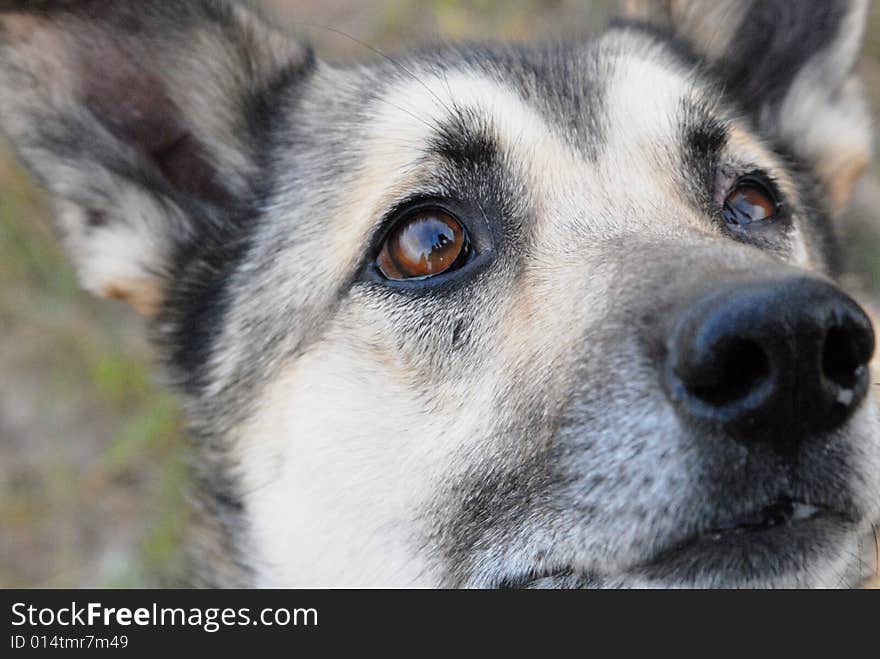 Dog with interested look ready for playing