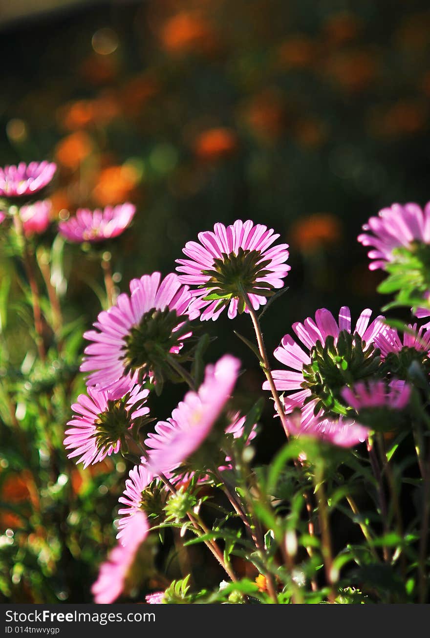 Coloured flowers in a garden. Coloured flowers in a garden