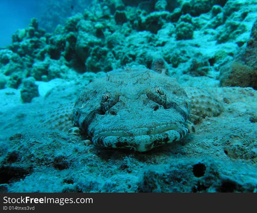 Crocodile Fish