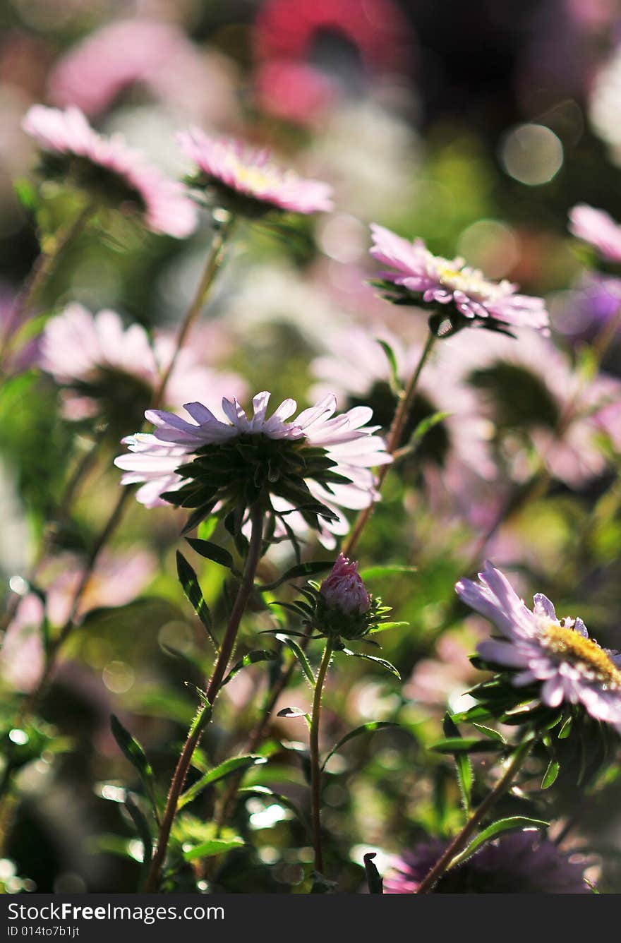 Coloured flowers in a garden. Coloured flowers in a garden