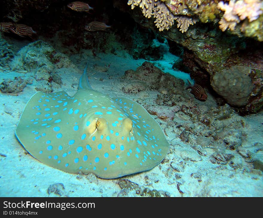 Bluespotted Stingray